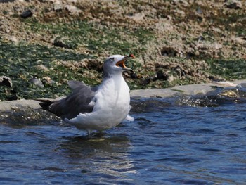 Black-tailed Gull 蕪島(青森県) Fri, 8/18/2023