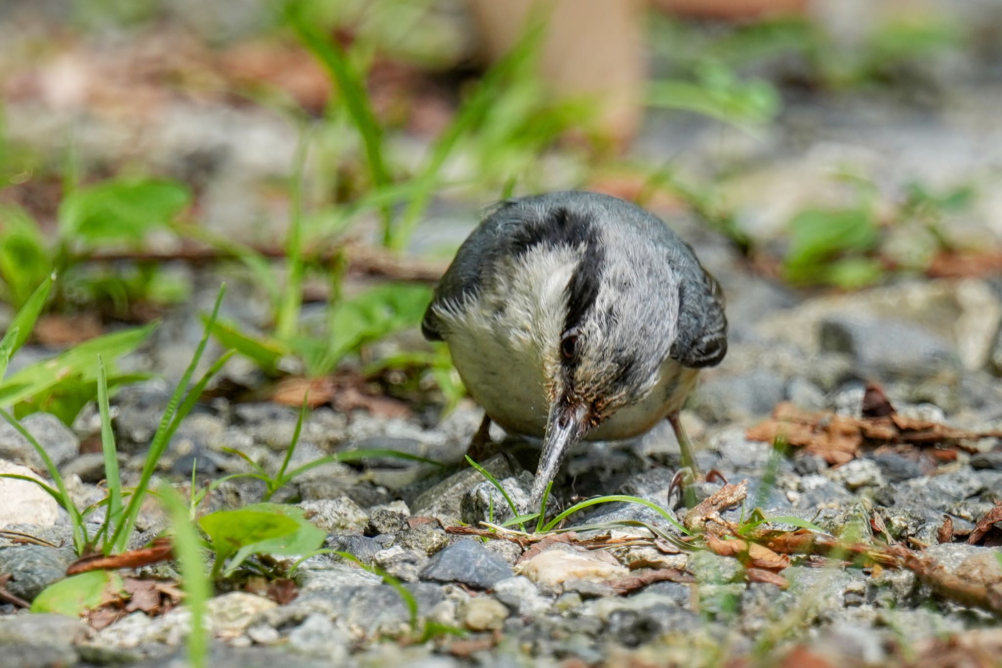 ゴジュウカラ