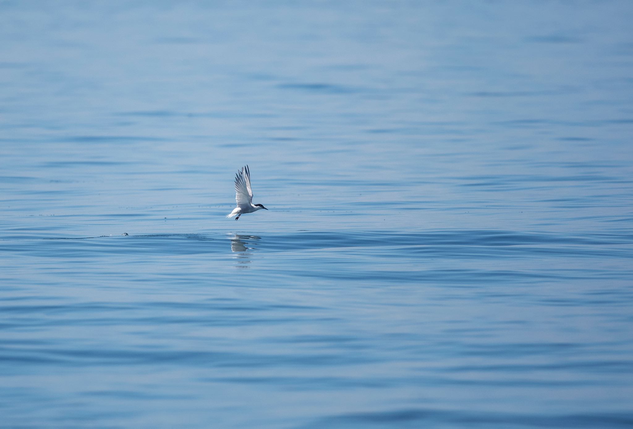 Photo of Common Tern at  by そむぎ