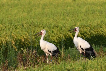 Oriental Stork 津幡町 Sat, 8/19/2023