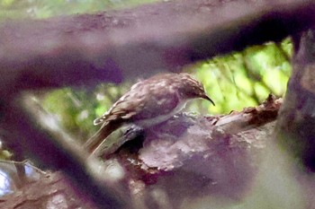 2023年8月19日(土) 志賀高原の野鳥観察記録