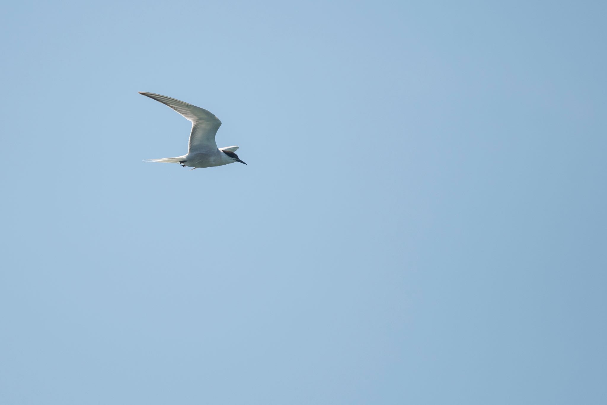 Photo of Common Tern at  by そむぎ