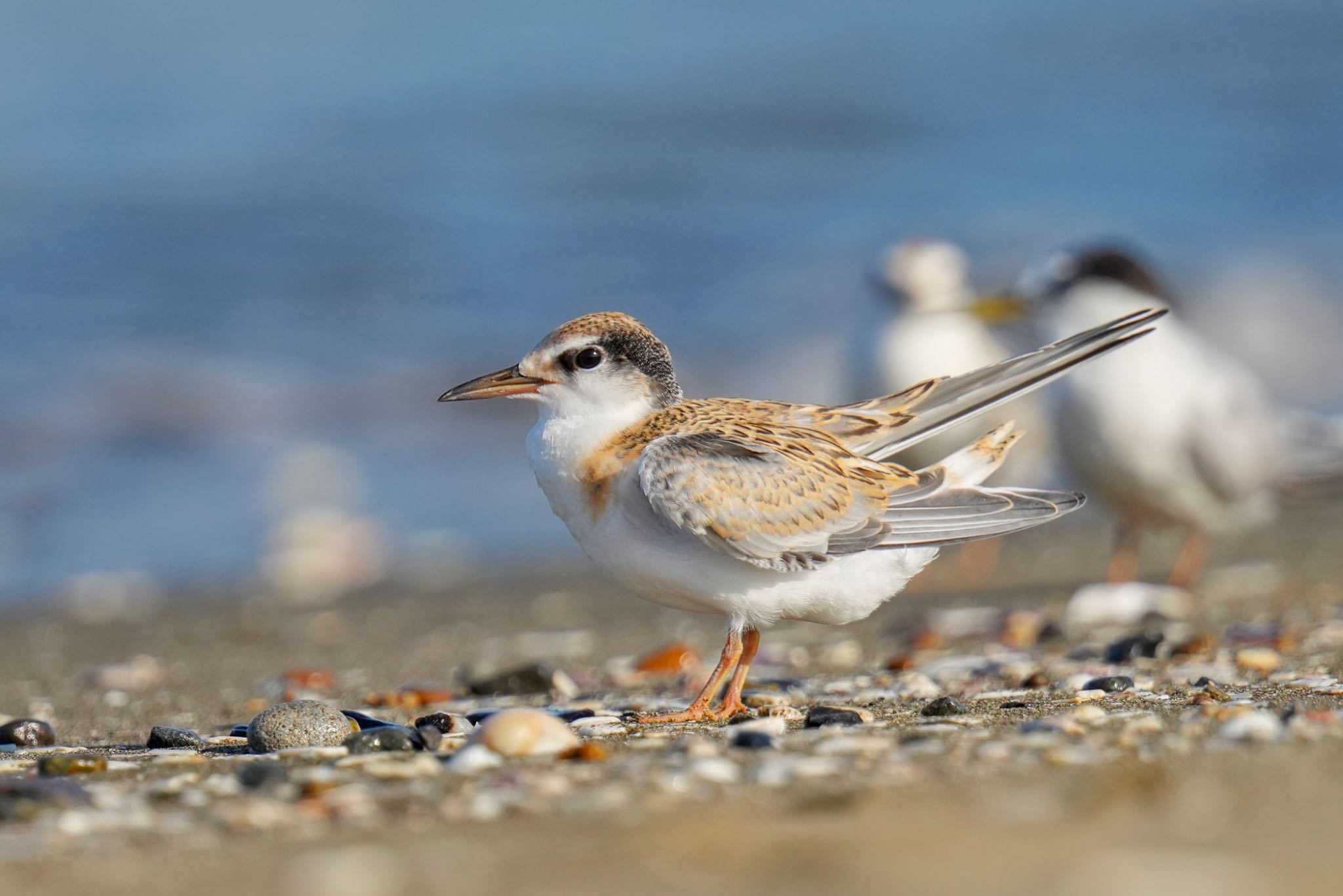 Little Tern