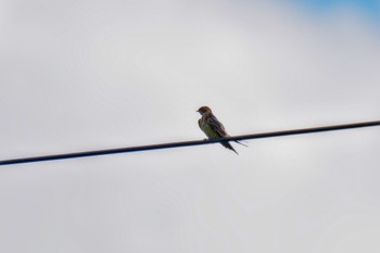 Red-rumped Swallow JGSDF Kita-Fuji Exercise Area Fri, 8/11/2023