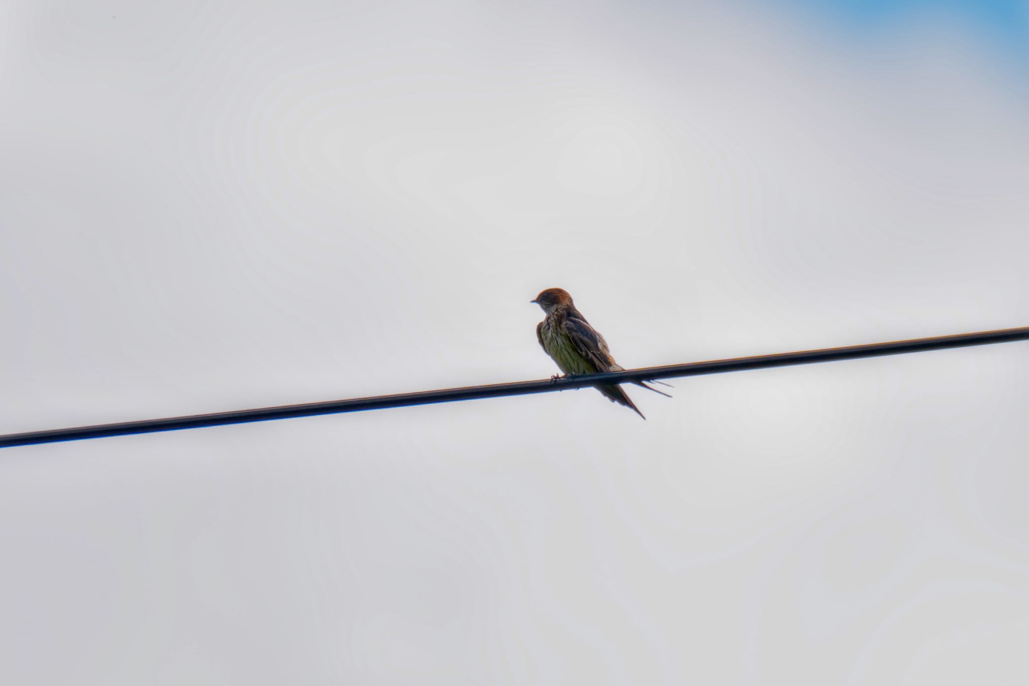 Red-rumped Swallow