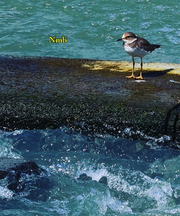 Little Ringed Plover Unknown Spots Unknown Date