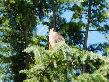 Eurasian Goshawk 東京都 Mon, 8/21/2023