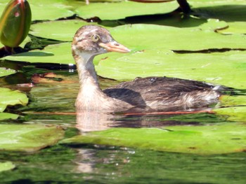 カイツブリ 青葉山公園 2023年8月23日(水)