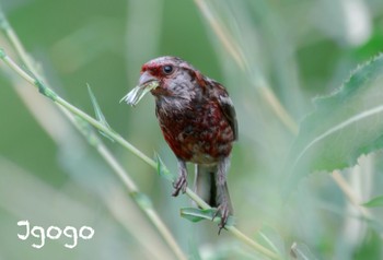 Siberian Long-tailed Rosefinch 茨戸川緑地 Tue, 8/8/2023