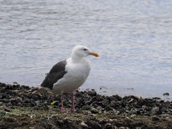 オオセグロカモメ 蕪島(青森県) 2023年8月18日(金)