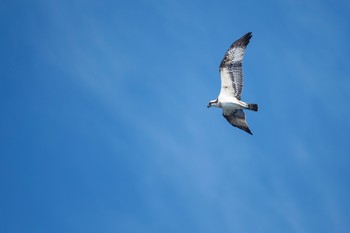 ミサゴ 場所が不明 2018年8月26日(日)