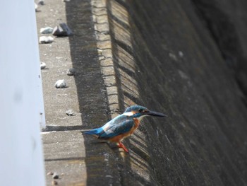 カワセミ 引地川親水公園 2023年8月23日(水)