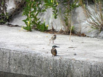 カワセミ 引地川親水公園 2023年8月23日(水)