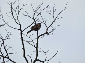 ホオジロ 普正寺の森(野鳥園跡地) 2023年7月10日(月)