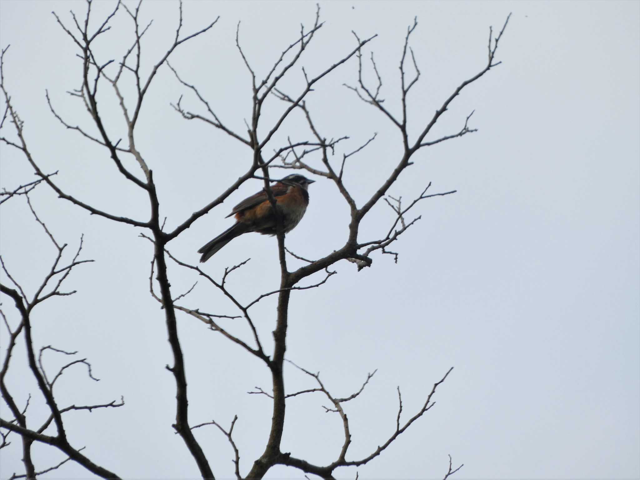 普正寺の森(野鳥園跡地) ホオジロの写真 by koshi