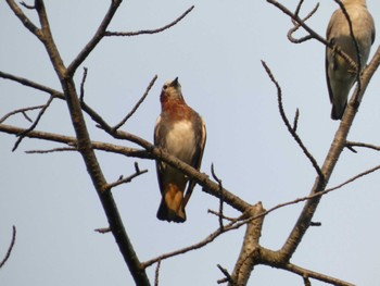 Chestnut-cheeked Starling 普正寺の森(野鳥園跡地) Mon, 7/10/2023