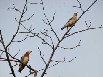 Chestnut-cheeked Starling 普正寺の森(野鳥園跡地) Mon, 7/10/2023