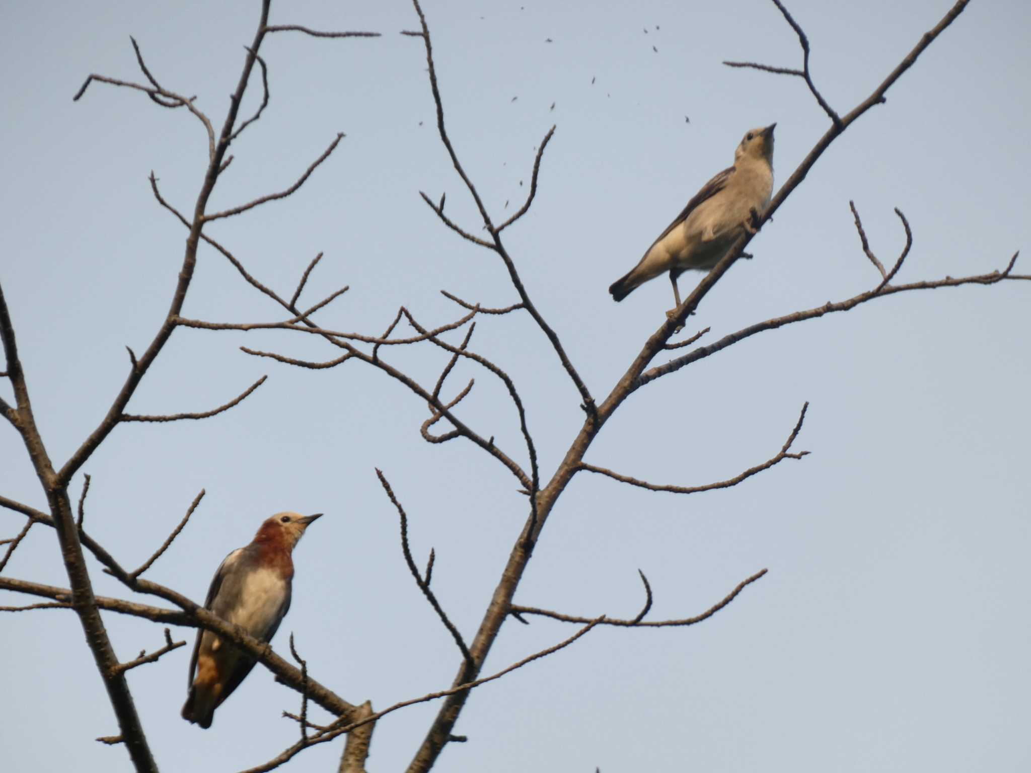 Photo of Chestnut-cheeked Starling at 普正寺の森(野鳥園跡地) by koshi