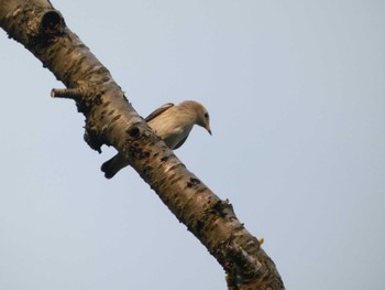 Chestnut-cheeked Starling 普正寺の森(野鳥園跡地) Mon, 7/10/2023