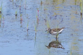 タカブシギ 場所が不明 2018年8月23日(木)