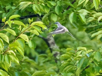 Wed, 8/16/2023 Birding report at 富士山麓