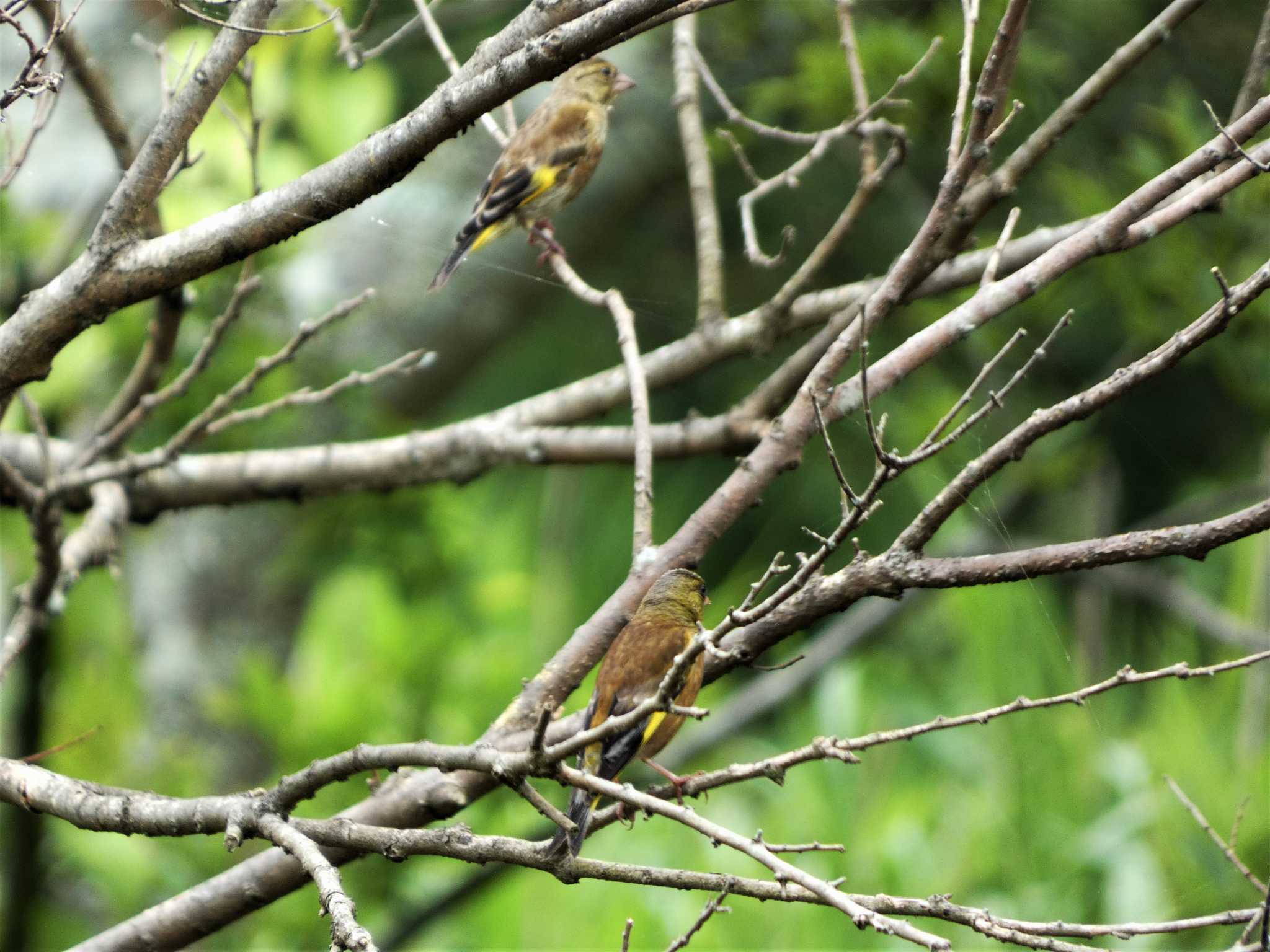 Grey-capped Greenfinch