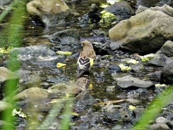 Sat, 7/15/2023 Birding report at 小網代の森