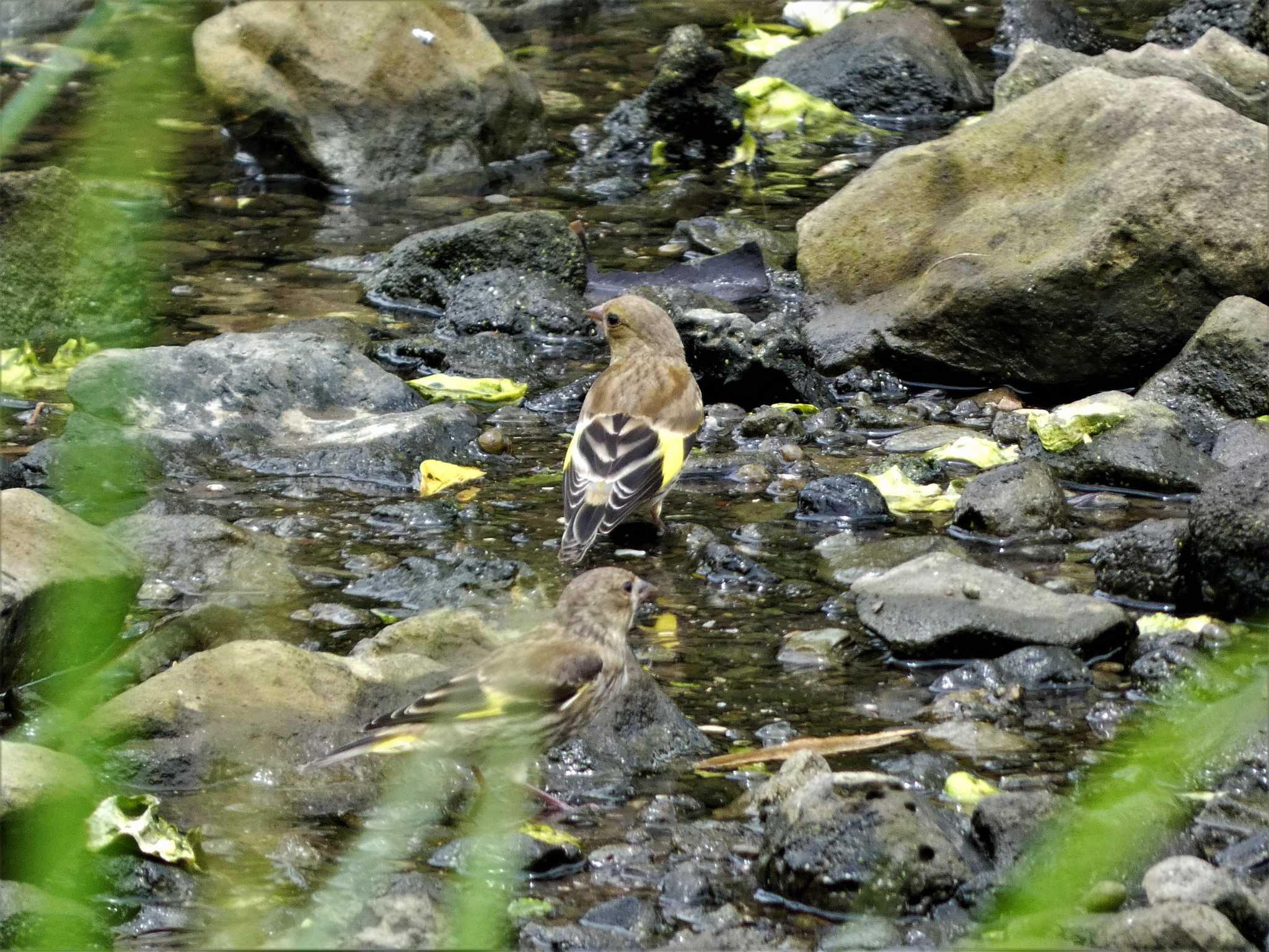 Grey-capped Greenfinch