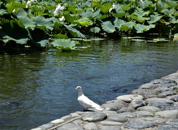 Sat, 7/15/2023 Birding report at 鶴岡八幡宮