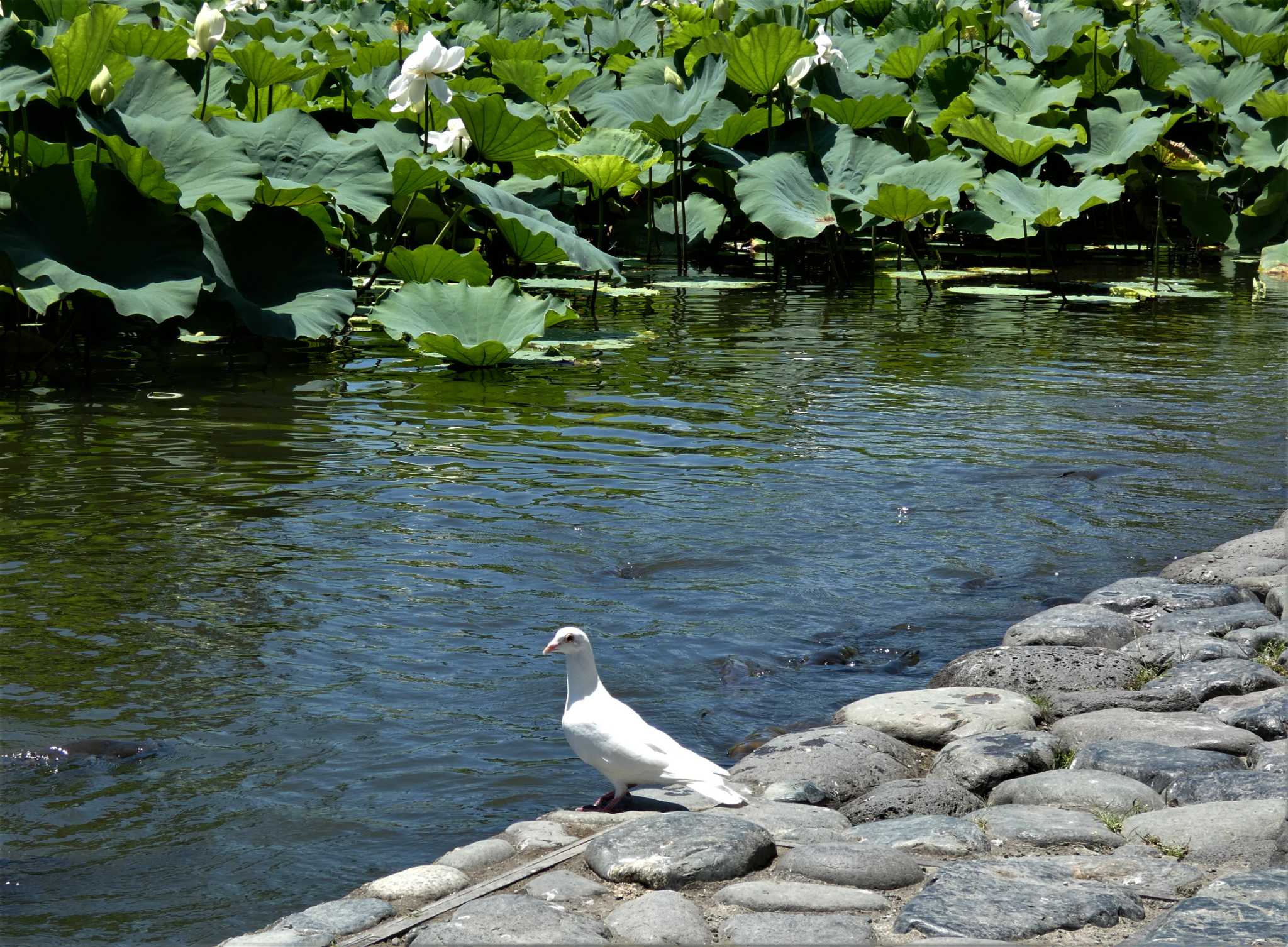 Rock Dove