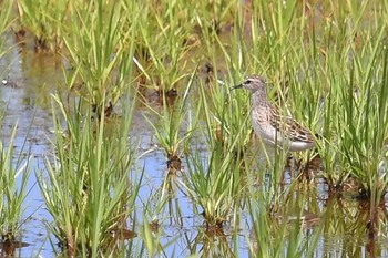 ヒバリシギ 場所が不明 2018年8月23日(木)