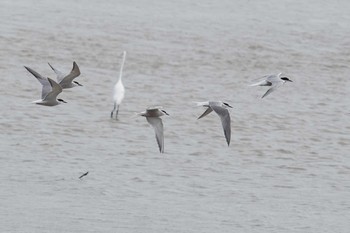 Common Tern 雲出川河口 Fri, 8/24/2018