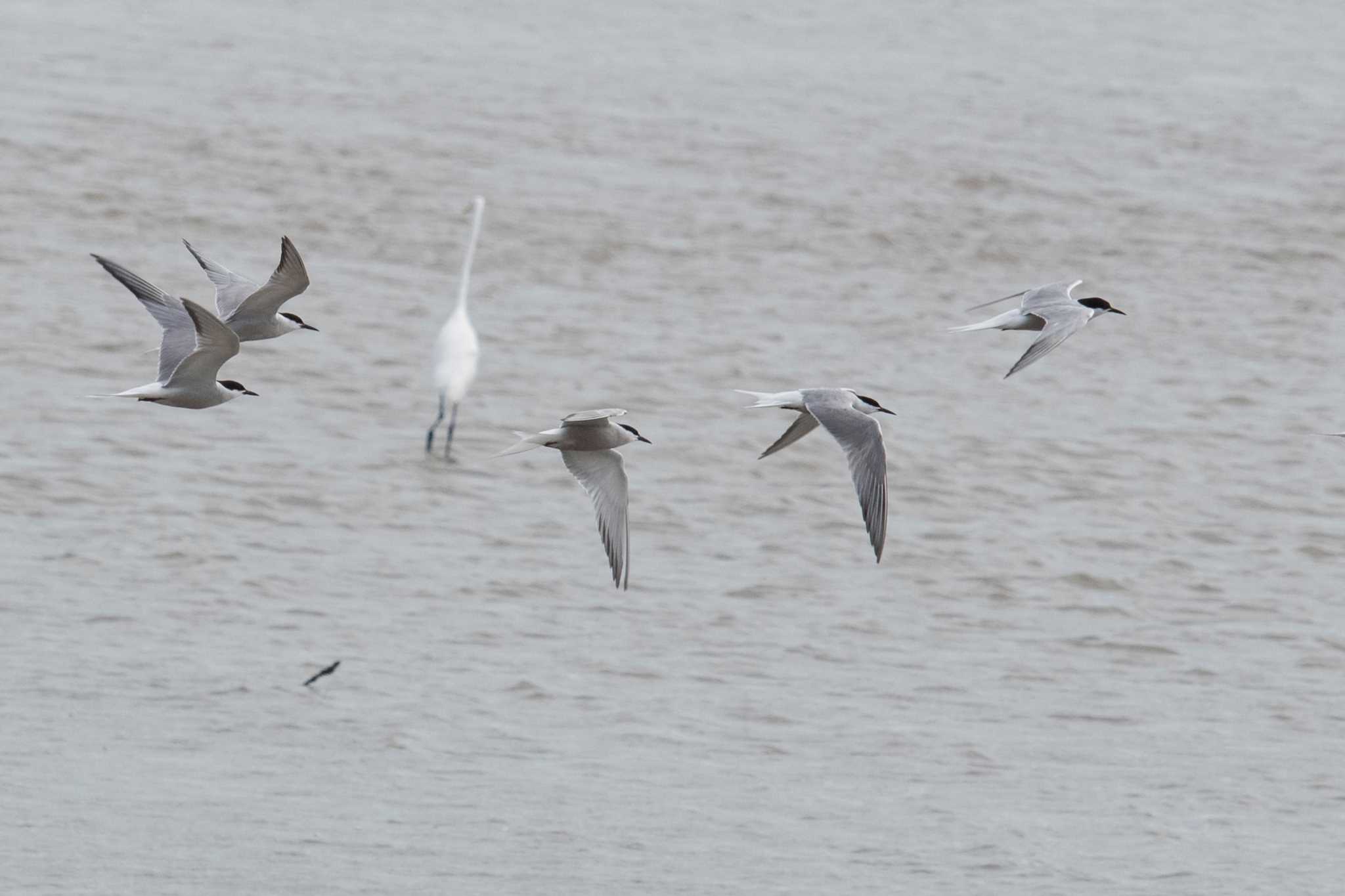 Photo of Common Tern at 雲出川河口 by 倶利伽羅