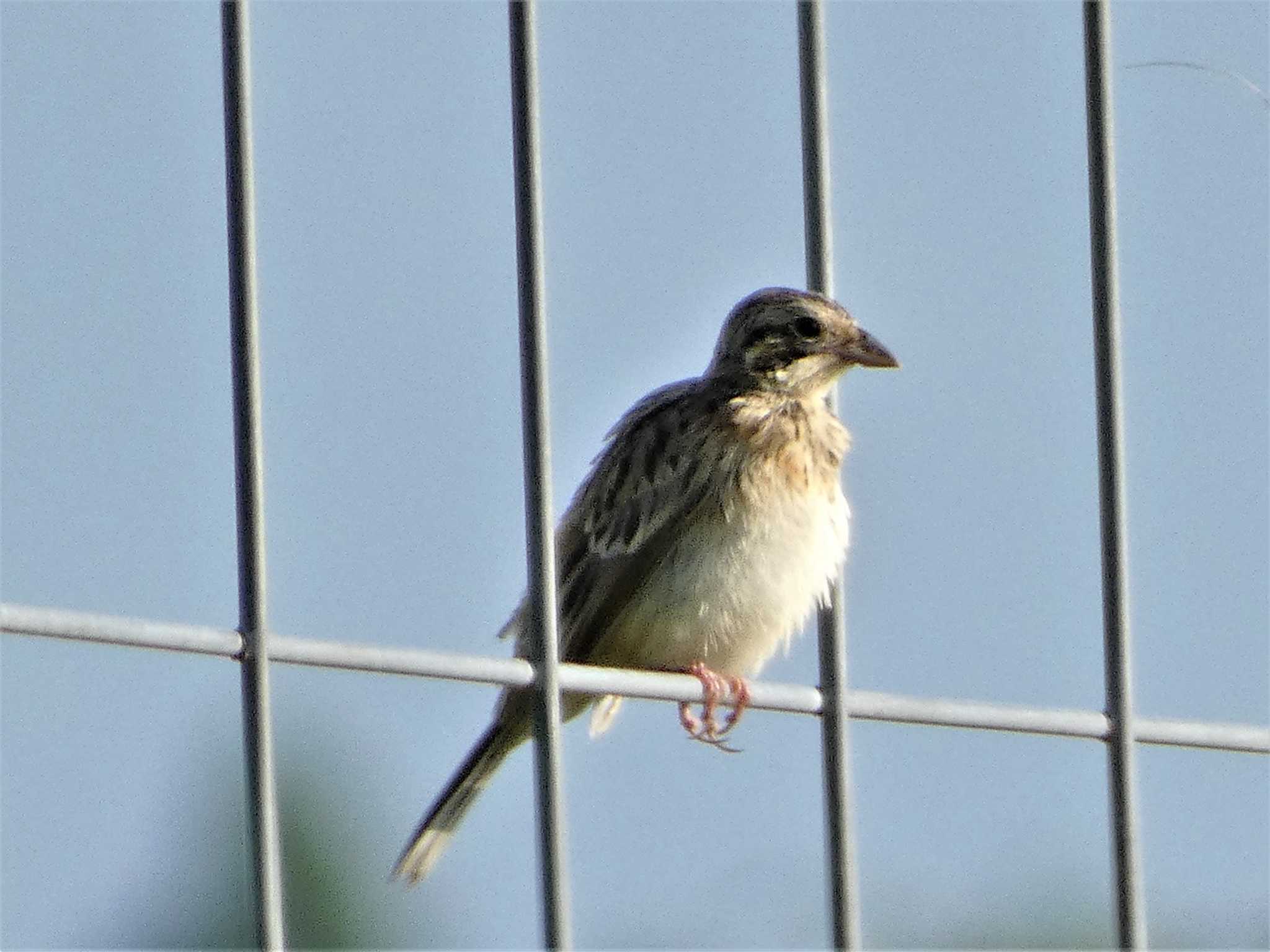 Chestnut-eared Bunting