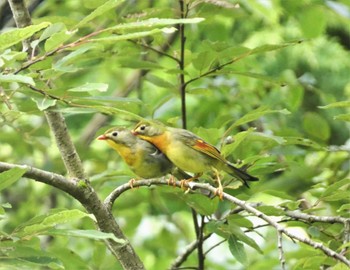 ソウシチョウ ふじ山夢ロード 2023年8月6日(日)