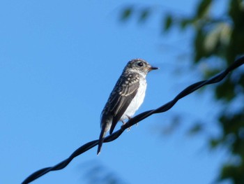 2023年8月6日(日) ふじ山夢ロードの野鳥観察記録