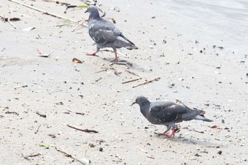 Rock Dove 雲出川河口 Fri, 8/24/2018