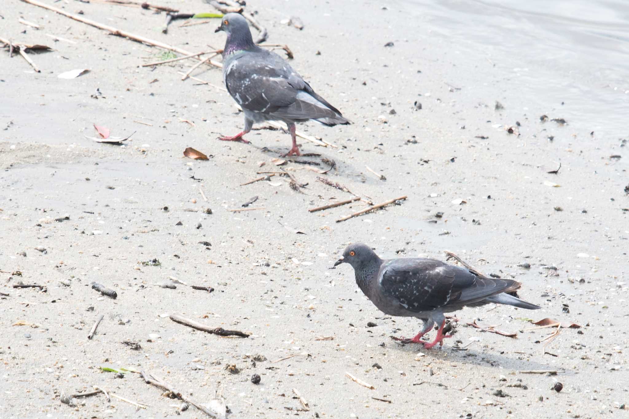 Photo of Rock Dove at 雲出川河口 by 倶利伽羅