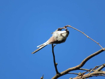 Long-tailed Tit 十日町市 Sun, 8/20/2023