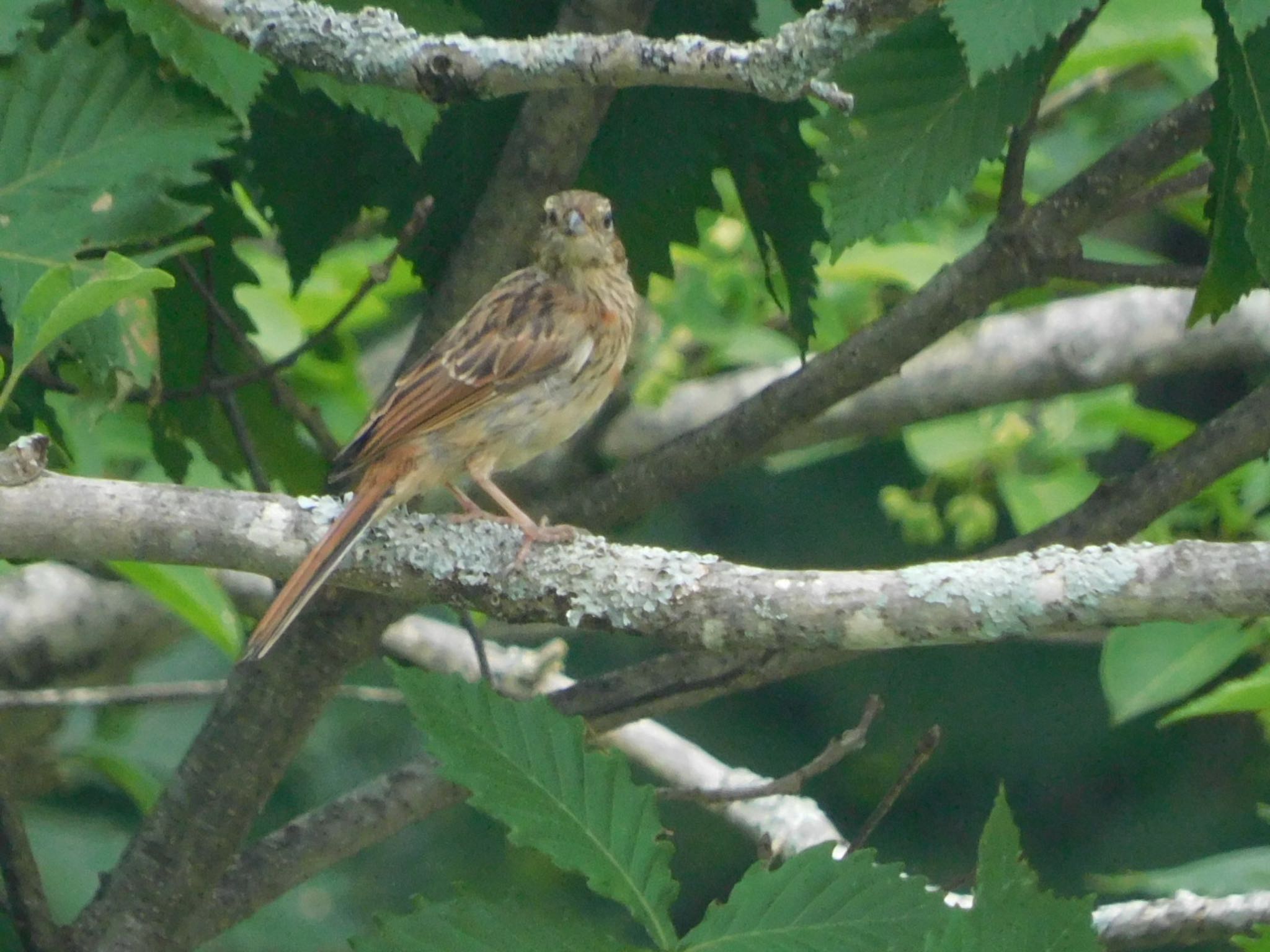 Photo of Meadow Bunting at 八島湿原(八島ヶ原湿原) by ucello