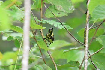 Purple Sunbird