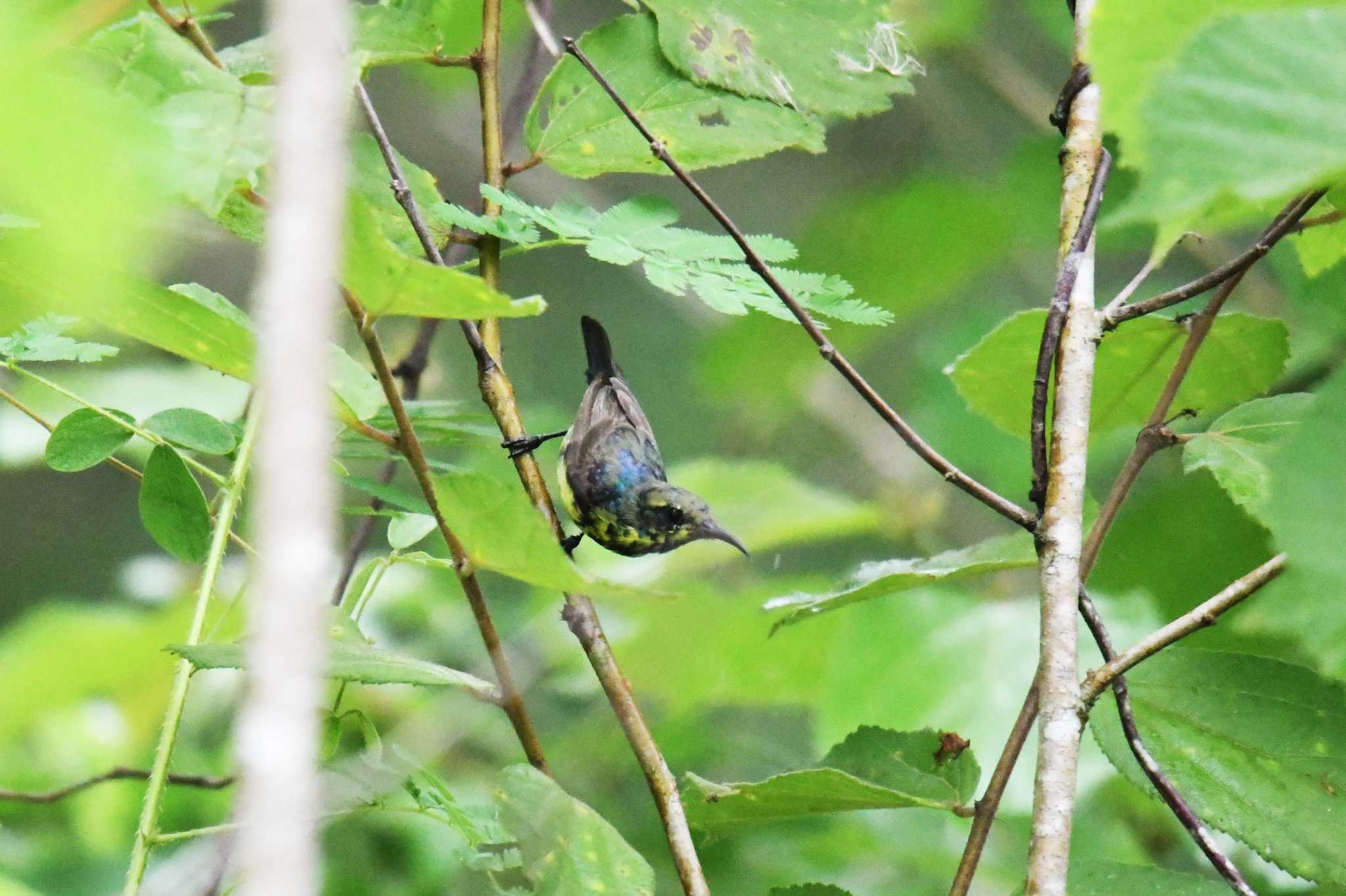 タイ ムラサキタイヨウチョウの写真 by あひる