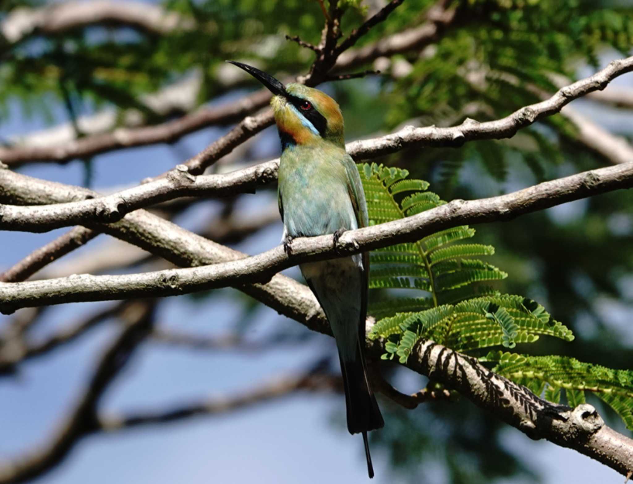 Photo of Rainbow Bee-eater at ケアンズ by 益子オオマシコ