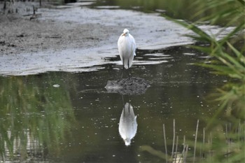 チュウサギ 東京港野鳥公園 2023年8月22日(火)