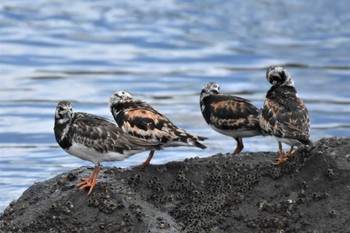 キョウジョシギ 東京港野鳥公園 2023年8月22日(火)