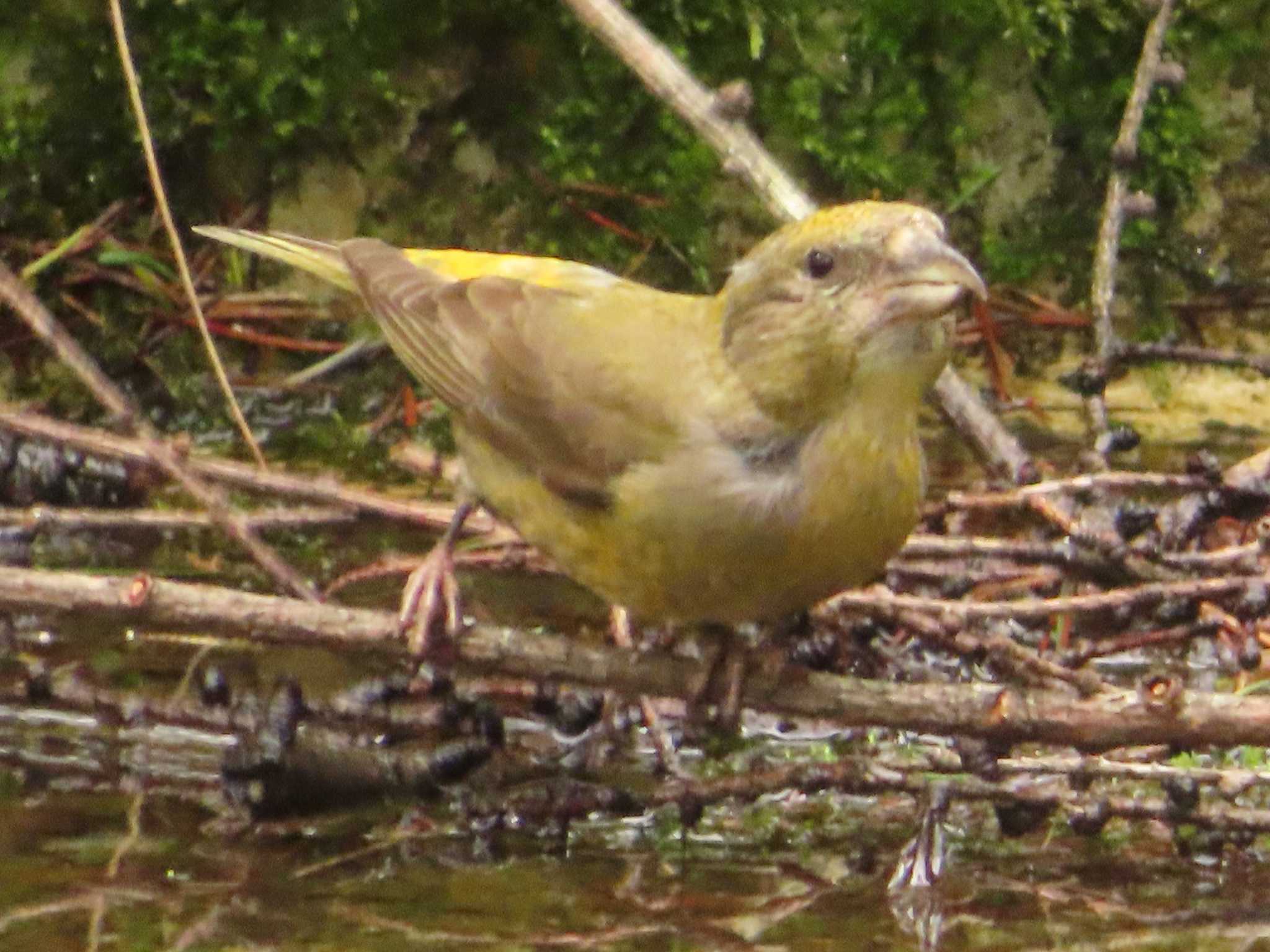 Photo of Red Crossbill at 創造の森(山梨県) by ゆ