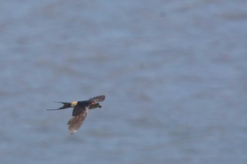 Red-rumped Swallow 千葉県 Wed, 8/16/2023