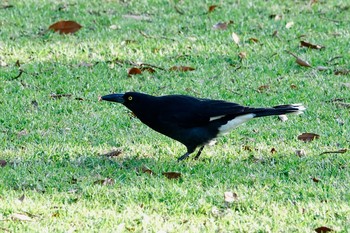 Pied Currawong シドニー Sun, 7/1/2018