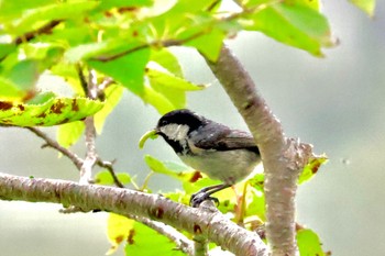 Coal Tit 志賀高原 Sat, 8/19/2023