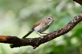 Red-flanked Bluetail 志賀高原 Sat, 8/19/2023